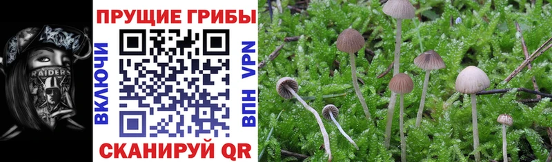 гидра зеркало  Белёв  Псилоцибиновые грибы Cubensis 